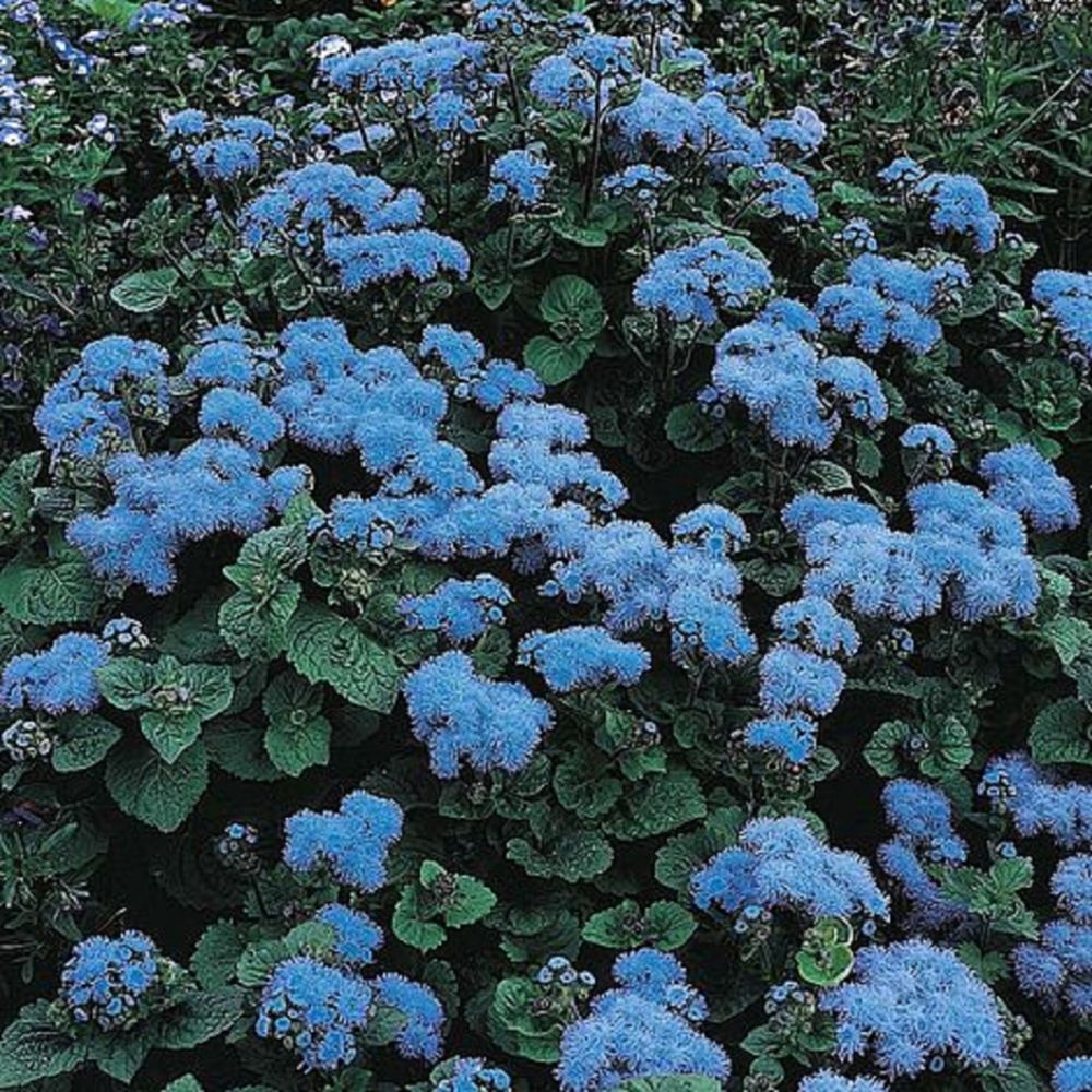 Ageratum Blue Mink Seeds